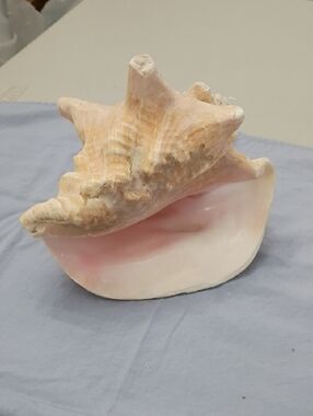 Vintage Pink and Cream Conch Shell Accent